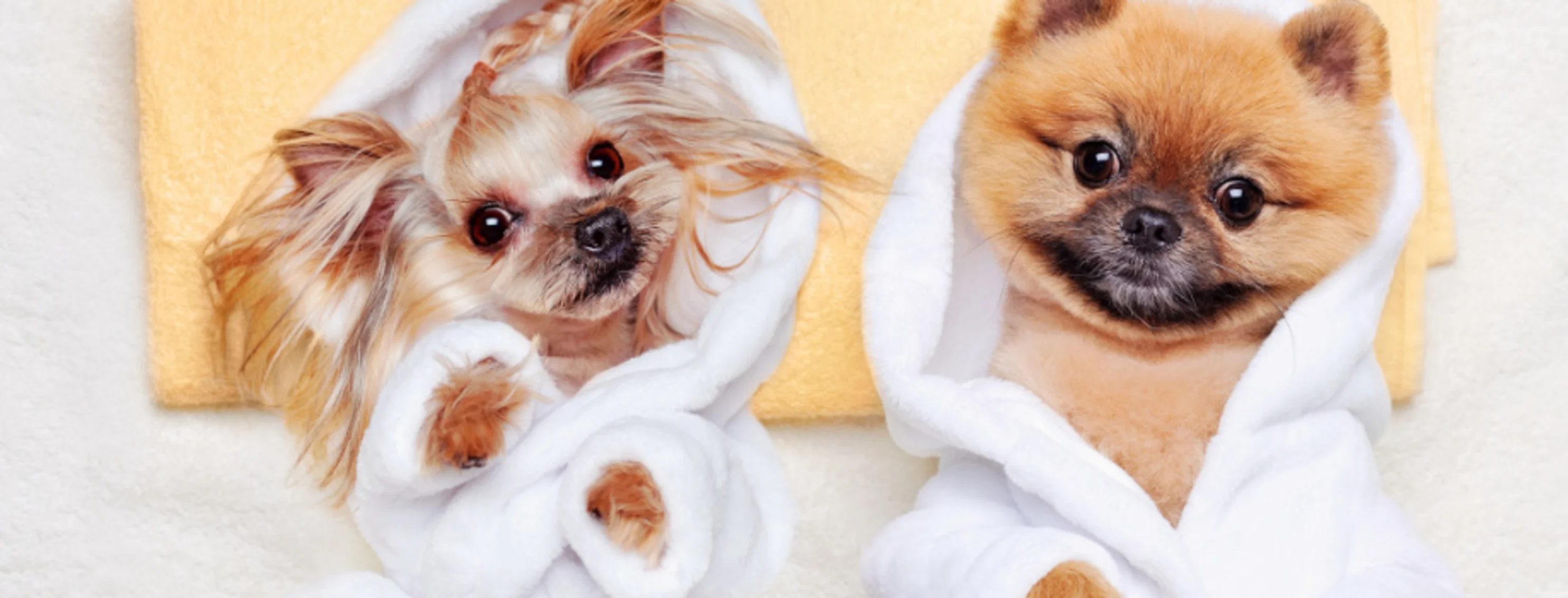 Two Dogs Wearing Bathrobes Lying on a Towel